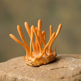 Cordyceps mushroom