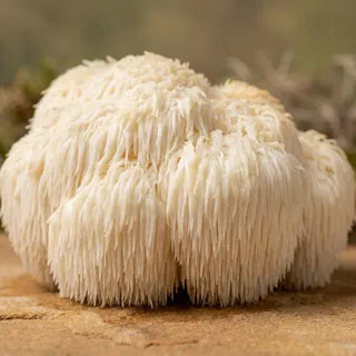 Lion&rsquo;s Mane mushroom