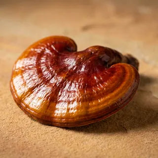Reishi mushroom