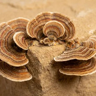 Turkey Tail mushroom