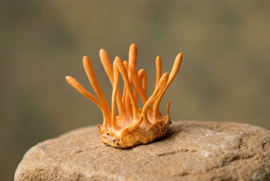 Cordyceps — representative