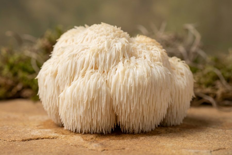 Lion&rsquo;s Mane — representative