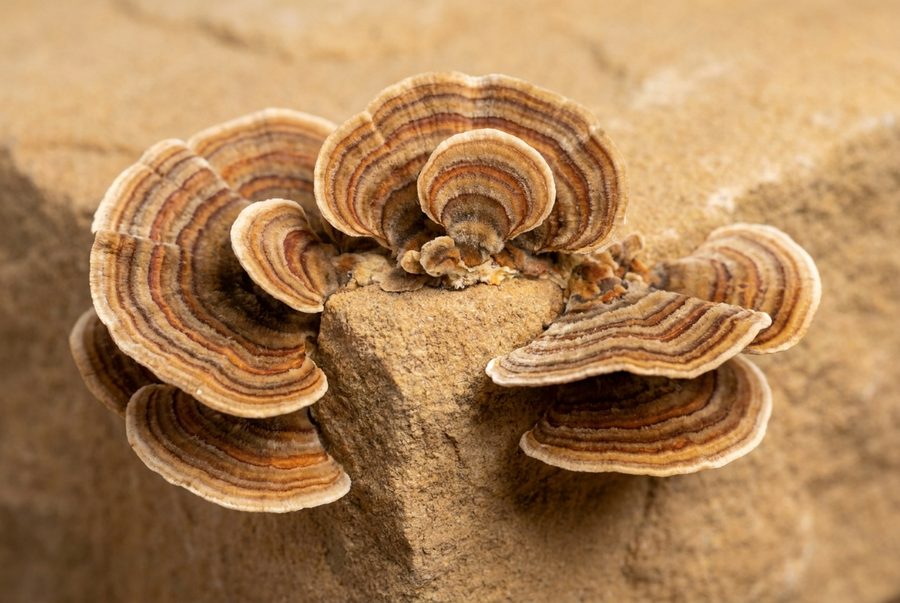 Turkey Tail — representative